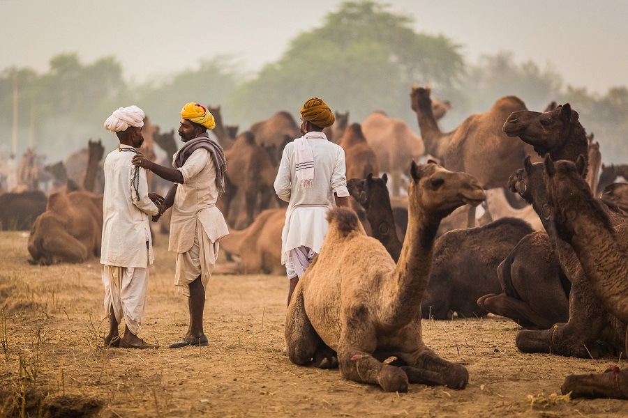 Pushkar Camel Fair 2026