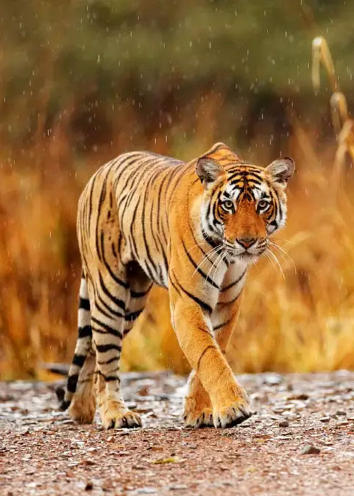 Wildlife Tour Packages In India